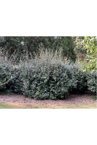 Елеагнус Еббінге для міста 